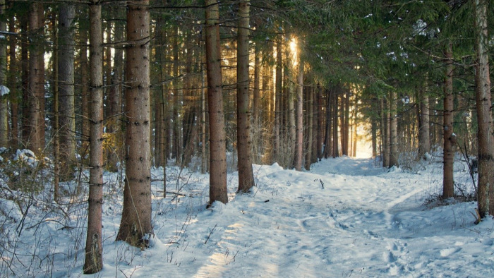 Öröm és kríziskezelés a hazai erdőkben – a kirándulóknak is üzentek a szakemberek