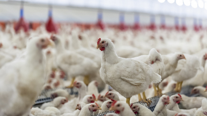 Nem úgy kerül az állatokból az antibiotikum az emberekbe, ahogy azt sokan gondolnák