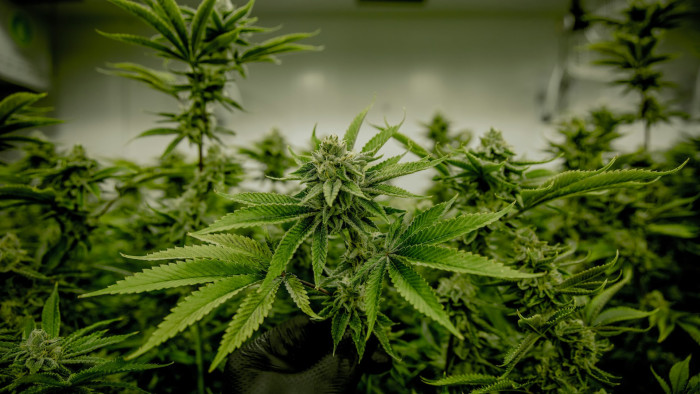 Majzik Balázs: intenzíven megjelent a kokainhasználat, a kannabisznak új változatai is lettek