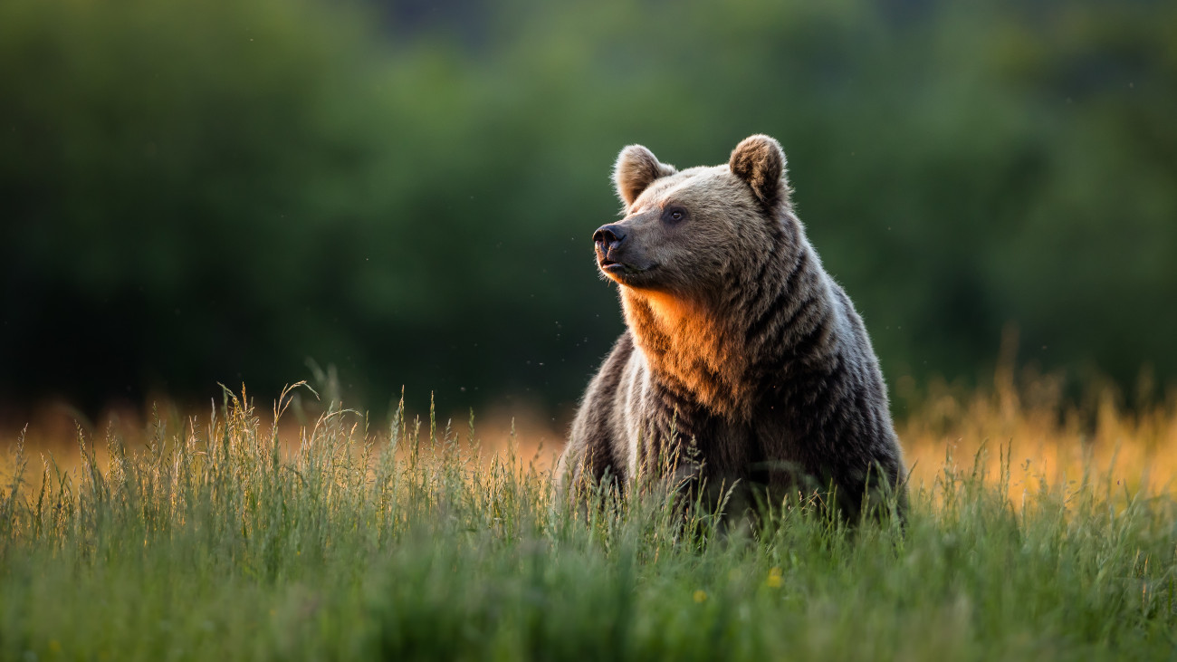A turistáknak is üzentek a szlovákiai medvehelyzet miatt