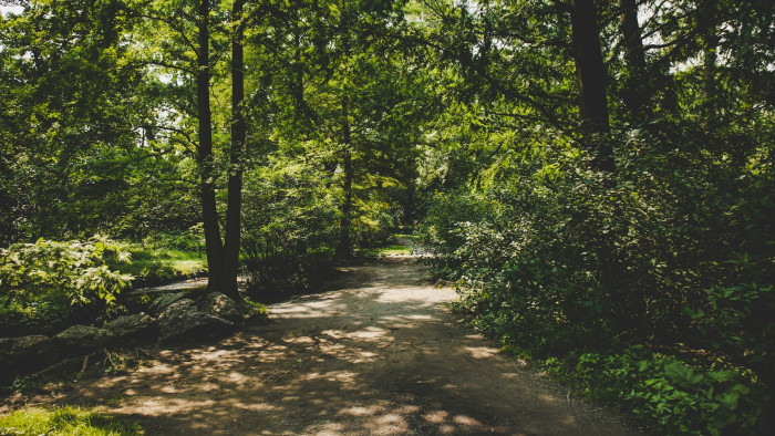 Az erdősítés ronthatja is a vízháztartást a homokhátságon