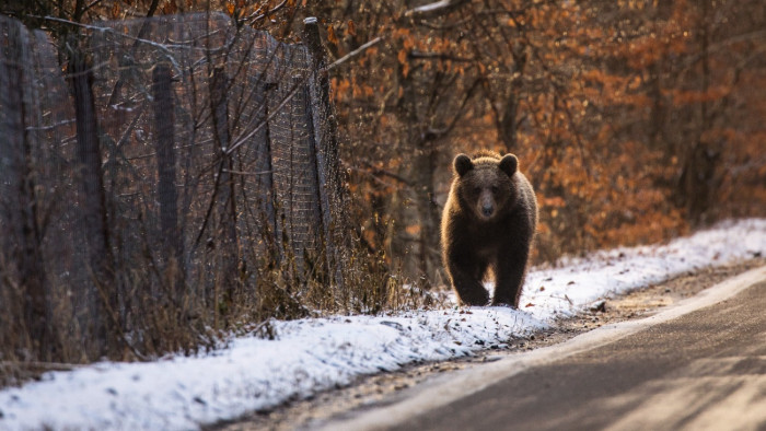 Egyre több medve járja a határt