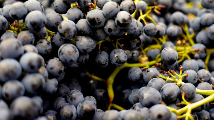 A legendás egri borász emlékét a Badacsonyi borvidéken is ápolják